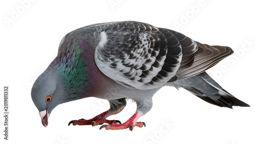 Obraz na plátne Gray pigeon with iridescent neck feathers, isolated on transparent background