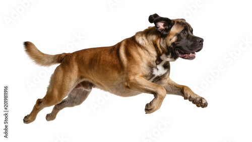Photos Large brown dog with black muzzle running, isolated on transparent background