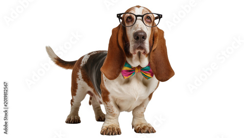 Cuadro en lienzo Basset hound dog wearing glasses and a colorful bow tie, isolated on transparent