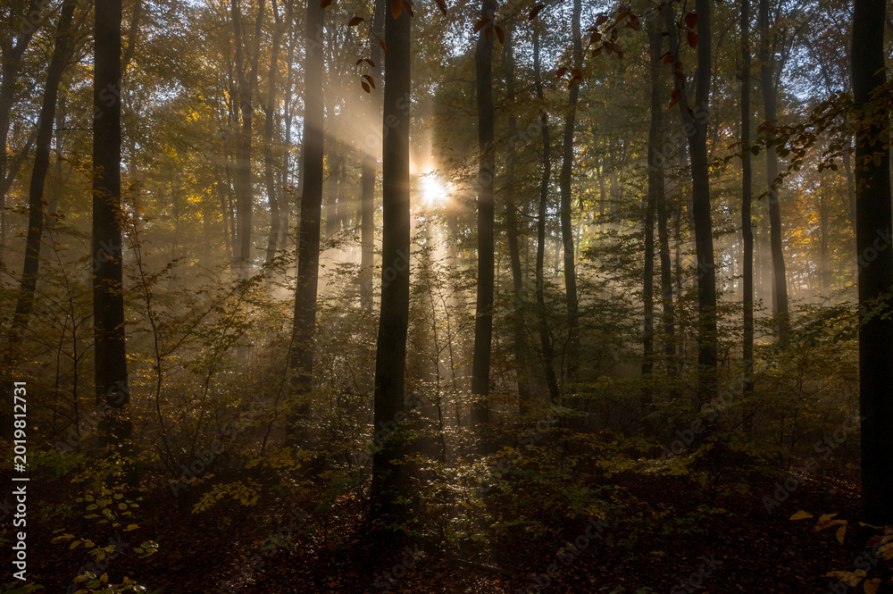 Fototapeta premium Odenwald on a foggy Morning