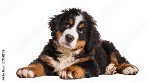 Photos Bernese Mountain Dog puppy with tri-color fur lying down, isolated on transparen