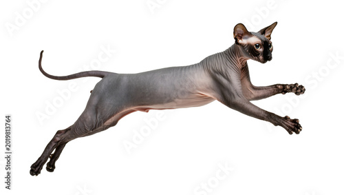 Photos Sphynx cat in mid-air jump, isolated on transparent background