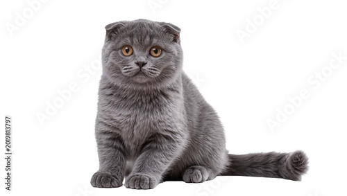 Bild auf Leinwand Fluffy grey Scottish Fold cat with folded ears sitting, isolated on transparent