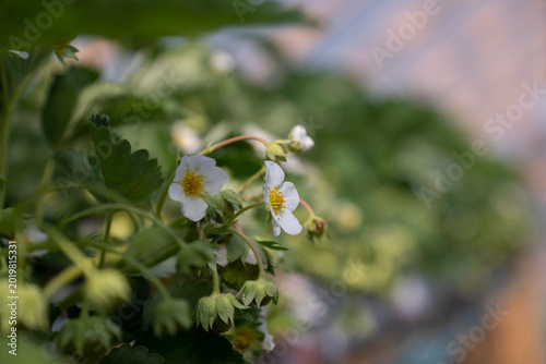 Strawberries grow in a greenhouse.