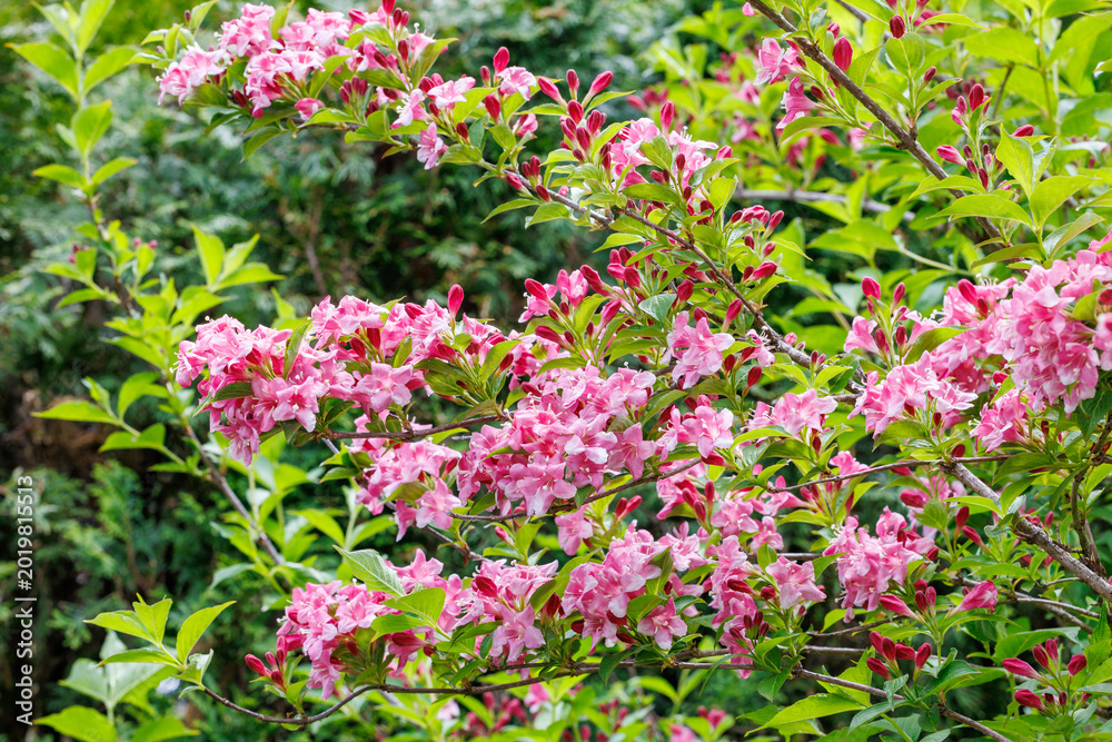Obraz premium Beautiful pink flowers of weigela florida blooming in the garden.