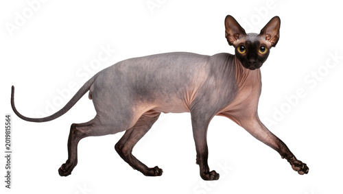 Fotografi Sphynx cat with wrinkled skin and large ears, isolated on transparent background