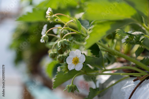 Strawberries grow in a greenhouse.