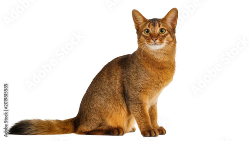 Quadro em tela Abyssinian cat with ticked fur and amber eyes sitting attentively, isolated on t