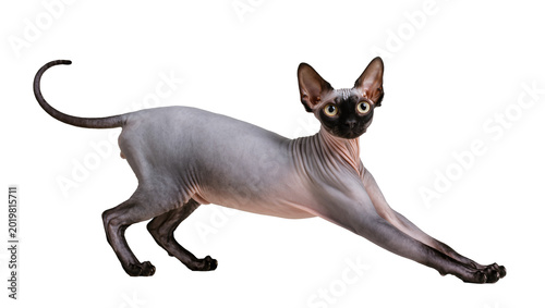 Foto Sphynx cat with wrinkled skin and large ears, isolated on transparent background