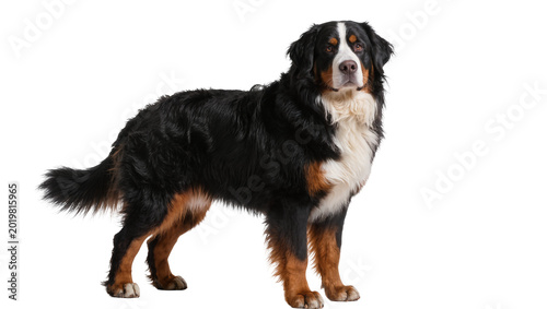 Tableau sur toile Bernese Mountain Dog with black brown and white fur, standing alert isolated on