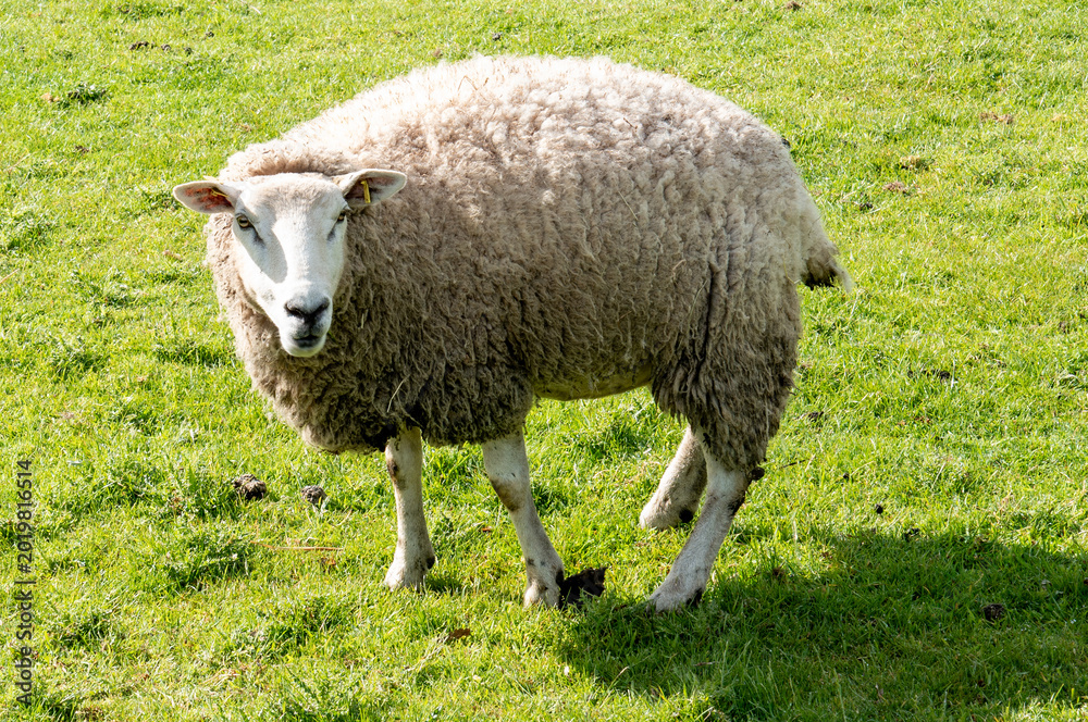 Fototapeta premium Sheep standing in green pasture looking at camera
