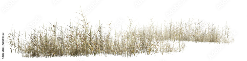 Fototapeta premium grass isolated on white/High-resolution isolated dry grass border on white background, sharp focus nature element for architectural visualization and landscape design.