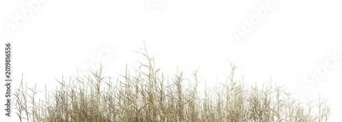Fotografie grass isolated on white background/Isolated dry grass foreground on a transparent background, high-resolution PNG element for architectural visualization and digital compositing