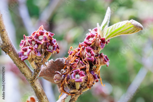 Fotografi Close-up of young witch hazel seeds that ripen in early summer.