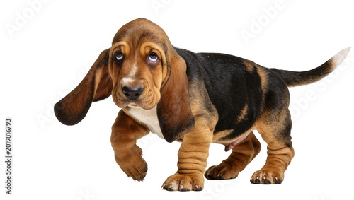 Tableau sur toile Adorable Basset Hound puppy with long floppy ears, isolated on transparent backg