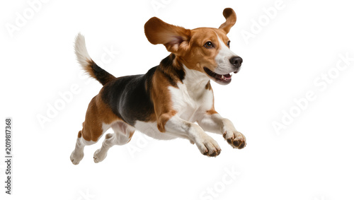 Photography Energetic beagle dog mid-air jump, isolated on transparent background