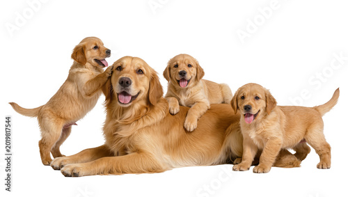 Foto Golden Retriever mother dog with three playful puppies, isolated on transparent