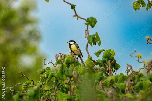 Canvas-taulu Great Tit Perched on Branch in Green Garden With Yellow Plumage and Soft Blue Sk