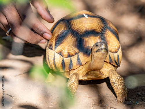 Captive ploughshare tortoise in Anjajavy Private Reserve, Madagascar with human interaction