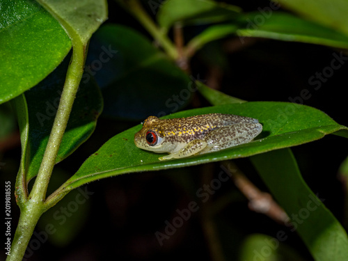 Starry night reed frog sits on a leaf in Ranomafana Botanical Gardens during the night in Madagascar