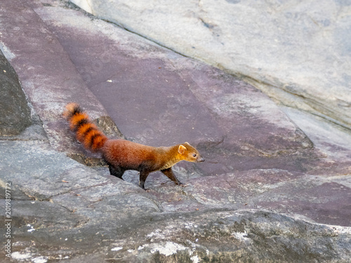 Ring-tailed mongoose walks along the rocky riverbank in Ranomafana National Park, Madagascar during daytime
