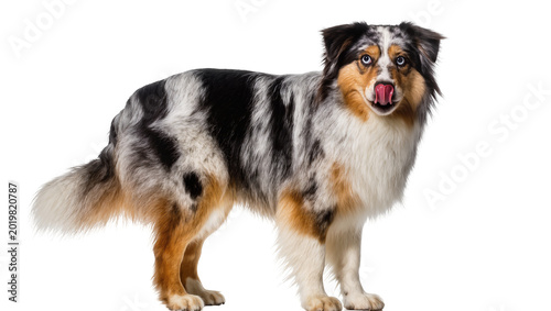 Foto Merle Australian Shepherd dog with pink tongue licking lips, isolated on transpa