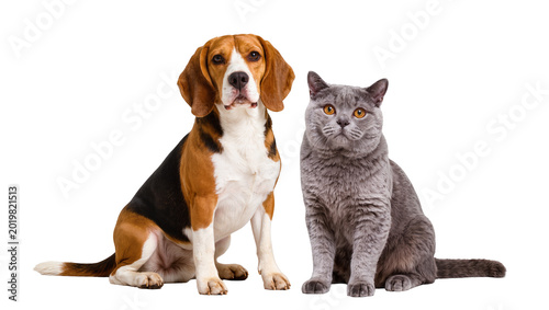 Fotografía Beagle dog and British Shorthair cat sitting together, isolated on transparent b