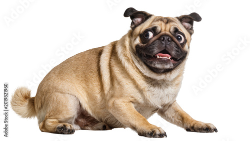 Foto Fawn pug dog with wide eyes panting, isolated on transparent background