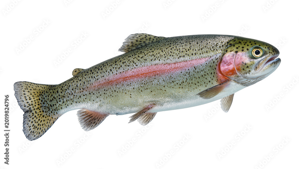 Obraz premium Rainbow trout fish with pink stripe and black spots, isolated on transparent background