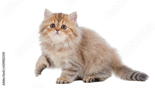 Bild auf Leinwand Fluffy golden British Shorthair kitten with striped tail, isolated on transparen