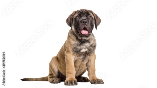 Cuadro en lienzo Young mastiff dog with fawn and brindle coat sitting attentively, isolated on tr