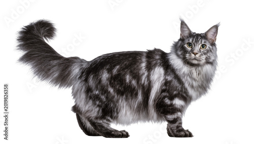 Billede på lærred Majestic silver tabby Maine Coon cat with bushy tail, isolated on transparent ba