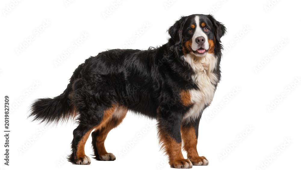 Fototapeta premium Bernese Mountain Dog standing, isolated on transparent background
