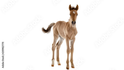 Fotografie Young brown horse foal standing, isolated on transparent background