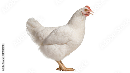 Konstfotografi White hen with red comb and wattle, isolated on transparent background