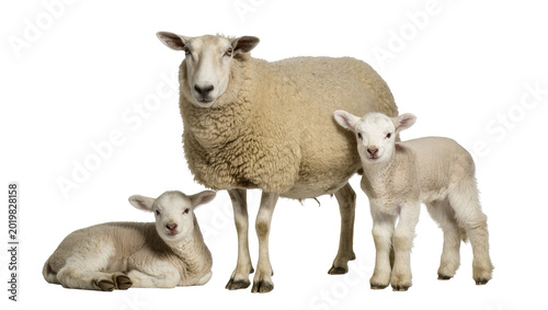 Photography Fluffy sheep with two young lambs, isolated on transparent background
