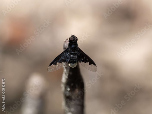 Foto Black bee fly dorsal macro portrait with banded wings on white stem, Florida scr