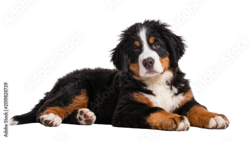 Foto Bernese mountain dog puppy lying down, isolated on transparent background