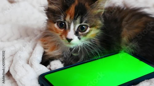 Cute fluffy calico kitten sleeping next to a smartphone with a green mockup screen on a soft white blanket.
