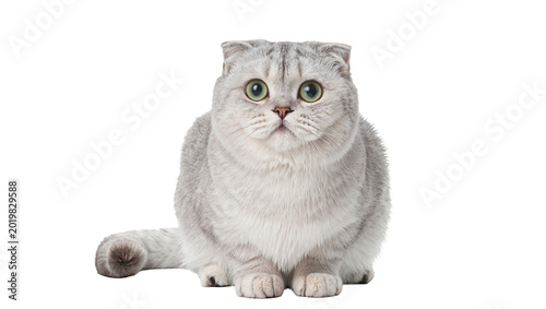 Foto Fluffy silver Scottish Fold cat with green eyes, isolated on transparent backgro