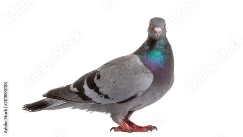 Принти на полотні Gray pigeon with iridescent neck feathers, isolated on transparent background