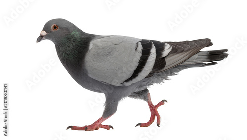 Tableau sur toile Gray pigeon with black wing stripes, isolated on transparent background