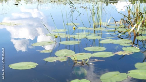 Calm natural lake with clear water reflecting clouds and blue sky, surrounded by green reeds and forest on a sunny summer day.