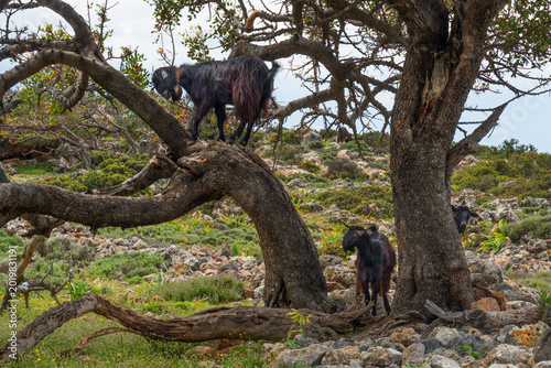 Three brown goats, goat with a bell around its neck climbs a tree
