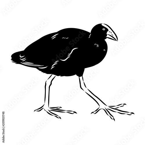 Canvastavla purple swamphen, wild bird, vector sketch