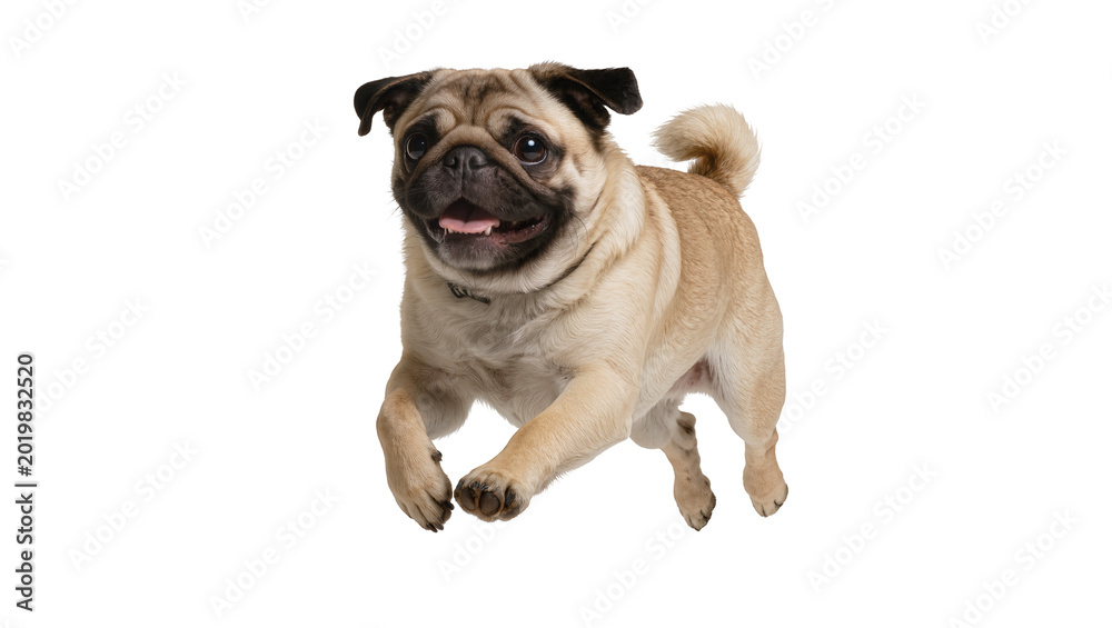 Fototapeta premium Happy pug dog running with tongue out, isolated on transparent background