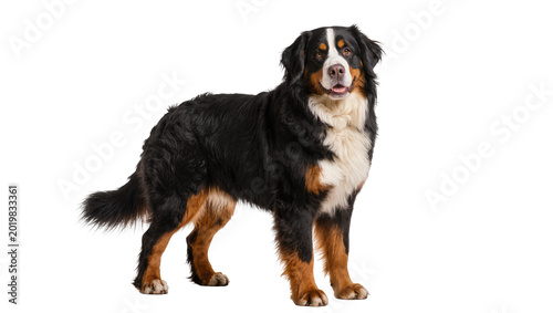 Cuadro en lienzo Bernese Mountain Dog standing, isolated on transparent background