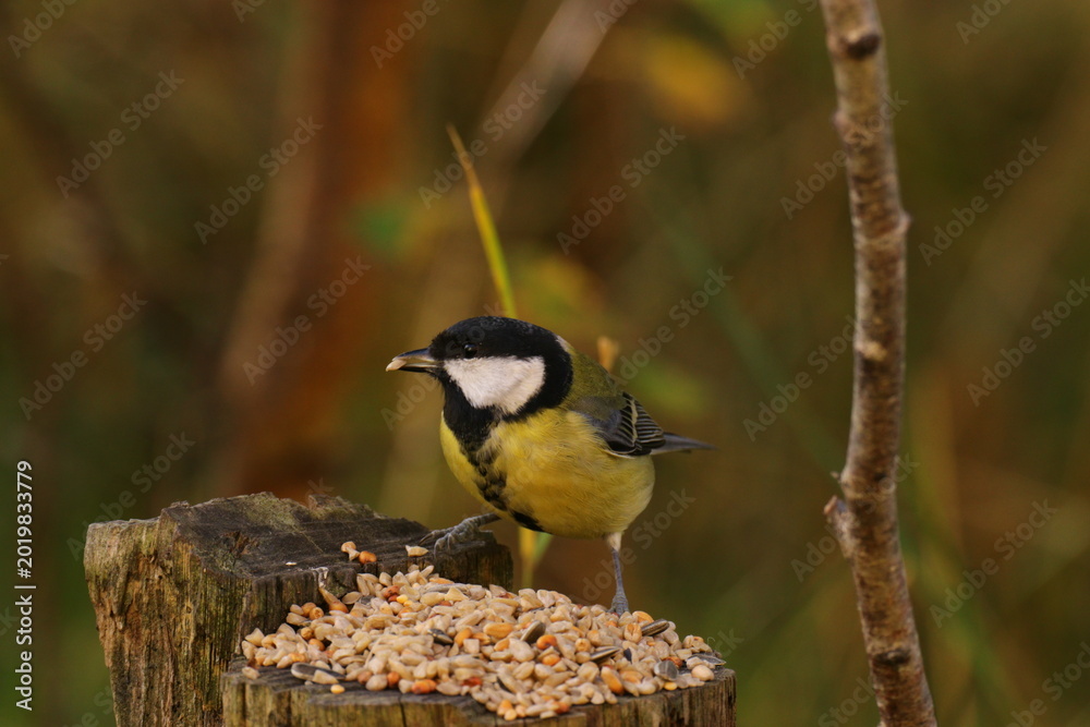 Fototapeta premium The birds looking for foods