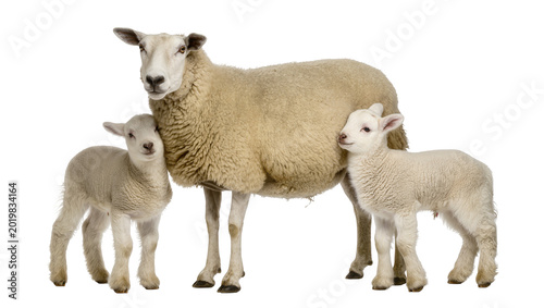 Photos Mother sheep with two young lambs, isolated on transparent background