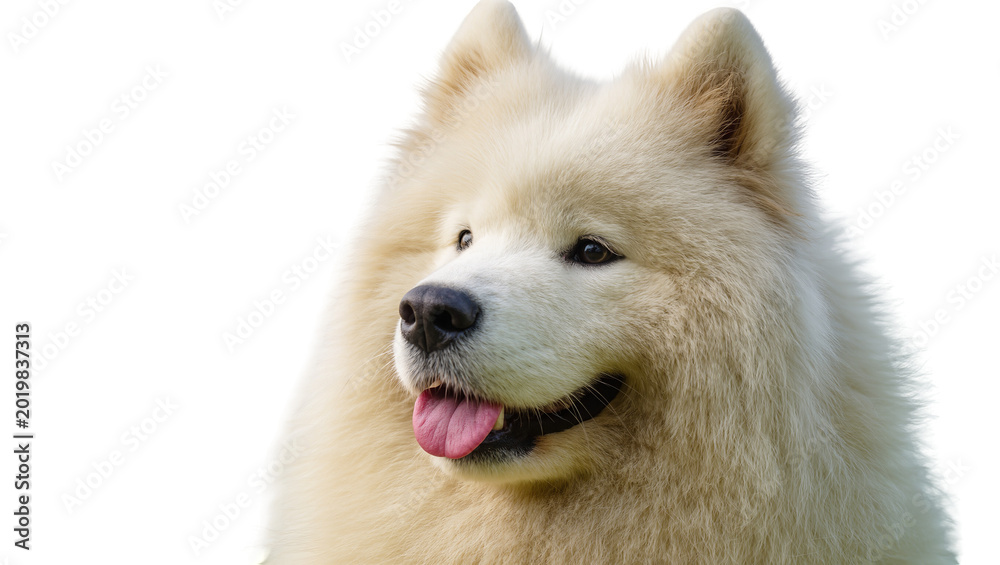 Fototapeta premium Fluffy white Samoyed dog with pink tongue sticking out, isolated on transparent background
